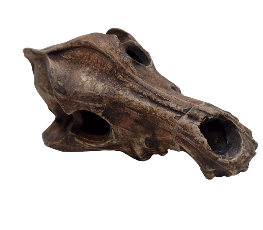 CRÂNIO DE CACHORRO - Imagem 4