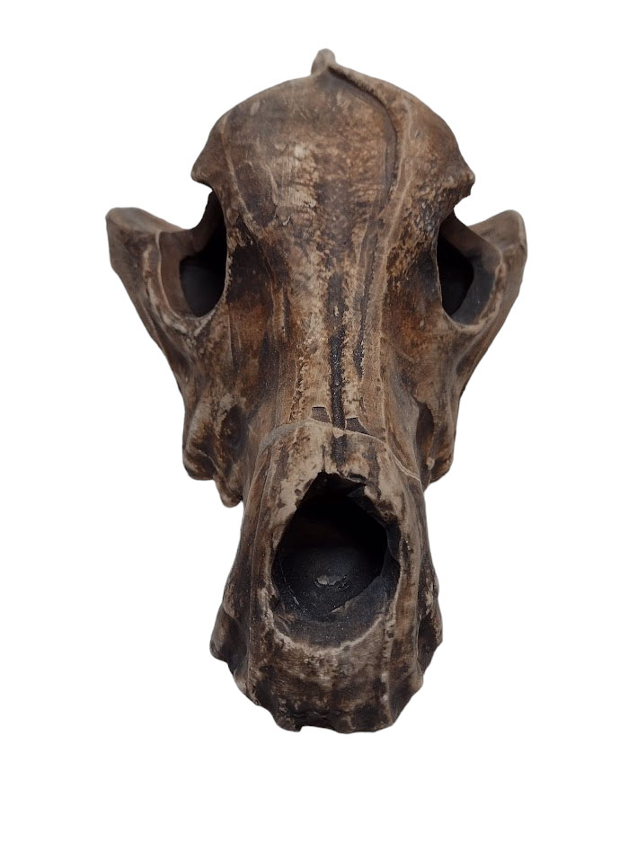 CRÂNIO DE CACHORRO - Imagem 5