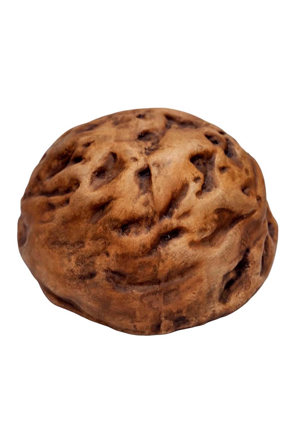 Toca Panaque media - Imagem 5